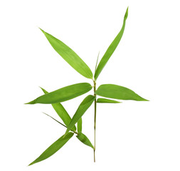 Bamboo leaves isolated on white background