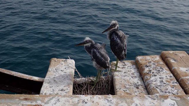 Two fledgling herons stand next to nest on wooden pier against the backdrop of the sea. Arabian Reef-egret or Western Reef Heron (Egretta gularis schistacea)
