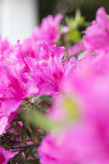 散歩道に咲く花