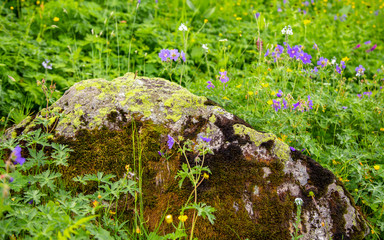 View of overgrown with fresh green grass stone in Caucasian mountains,  Sochi, Russia