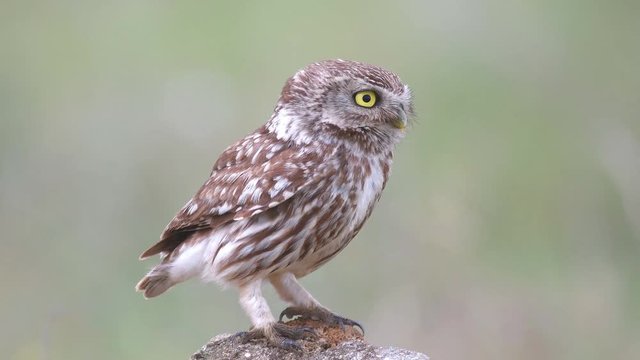 Little owl (Athene noctua) stands on a stone and looks around