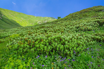 Fototapeta na wymiar View of fresh green meadows in bloom in Caucasian mountains, Sochi, Russia