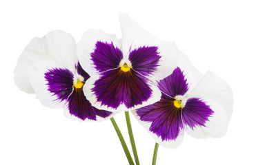 pansies isolated