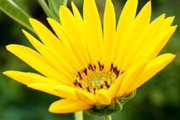 Detail petals of yellow flower - closeup