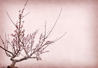 plum blossom blossom on Old antique vintage paper background