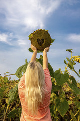  Sunflower closeup. Heart in a flower. Sunflower flower in the shape of heart. Field with sunflowers. Advertising banner. Advertising sunflower seeds and oil.Sunflower in the hands.