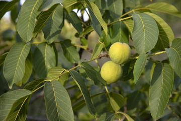 Walnuts. Green nuts tree. Nuts close-up.