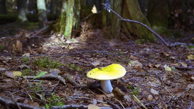 Big yellow mushroom in old forest