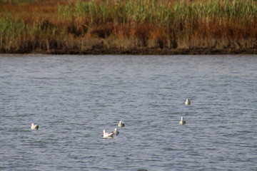 Fototapeta na wymiar White and grey seagulls