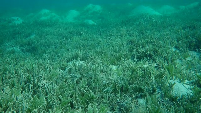 Seabed covered with sea grass, Red sea, Marsa Alam, Egypt (Underwater view)
