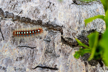 black and yellow hairy caterpillar crawling the green leaf to eat