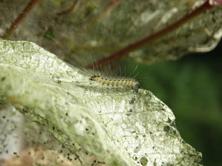 macro insetto su foglia