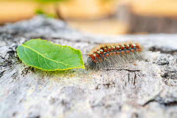 caterpillars hairy near a green leaf on the cut