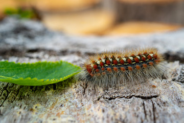 danger to tree caterpillar eats green leaf