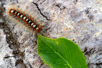 on the trunk of the poplar is a green leaf that eats black-yellow hairy