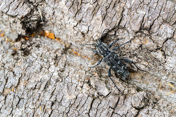 the trunk of the poplar on which the beetle was disguised as the color of the bark of the tree