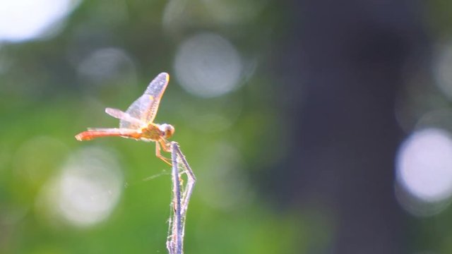 Dragonfly on a dry branch