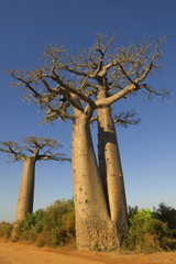 Fototapeta na wymiar バオバブの木（マダガスカル）