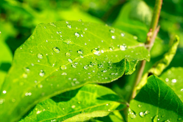 green leaves with rain drops on the street after