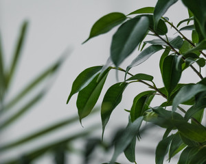 Green leaves of Ficus Benjamin on a light background