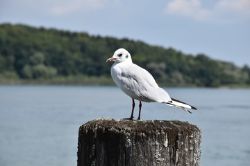 Portrait of the seagull