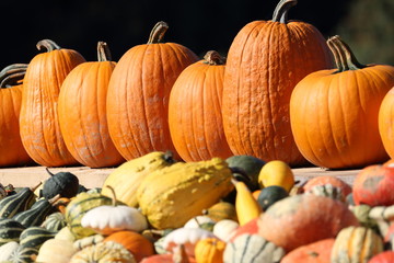 large and small multicolored pumpkins for sale