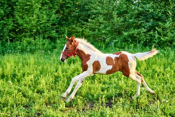 Beautiful bay foal run gallop on spring green pasture