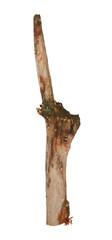 Tree branch isolated on white background
