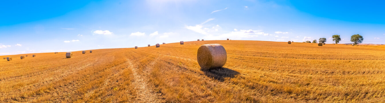 hay bales landscape of yellow grass fields under blue sky with white clouds, agriculture and nature and relax, climate change concept