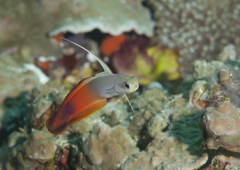 Fototapeta na wymiar Fire dartfish ( nemateleotris magnifica ) swimming over coral of Bali.close-up