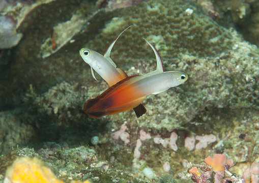 Two fire dartfish ( nemateleotris magnifica ) synchronized swimming over coral of Bali.close-up