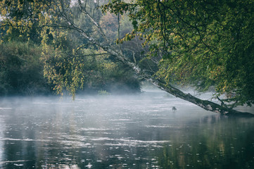 AUTUMN OVER THE WILD RIVER - Morning mist over the water and a fallen mysterious birch
