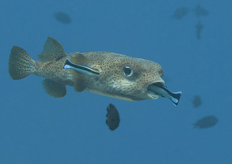 Porcupine pufferfish (diodon hystrix) being cleaned by two cleaner fish (labroides dimidiatus) at cleaning station , Bali, Indonesia