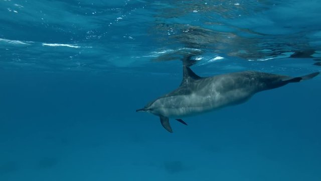 Two pregnant Dolphins swim under surface in the blue water (Spinner Dolphin, Stenella longirostris) Close-up, Underwater shot, 4K / 60fps 
