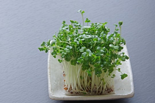 ブロッコリースプラウト　Broccoli sprouts