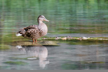 A beautiful duck sits on a rock in the water and looks into the distance. 