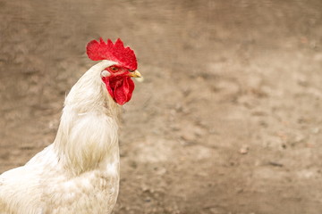 White cock with red comb and wattle, orange eye and yellow beak standing and watching, close up...