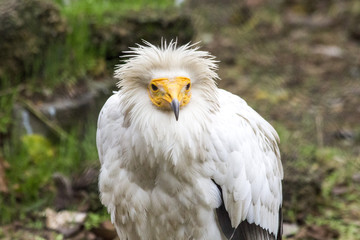Wild birds in zoo