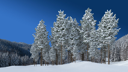 verschneite Tannen im Schwarzwald