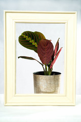 Creative layout made with calathea colorful green and purple leaf in silver color pot and cream frame on white background. Calathea Maranta, Red Prayer plant. Tropical foliage. Isolated