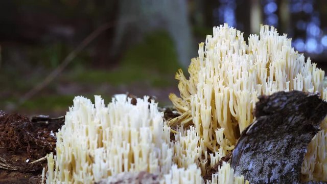A white coral mushroom (Clavulina coralloides) closeup in the forest