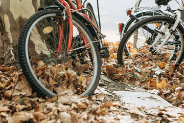 A close-up of a wheel of bicycles in a yellow or golden autumn foliage. Ecological transport and outdoor recreation. A popular means of transportation in Europe.