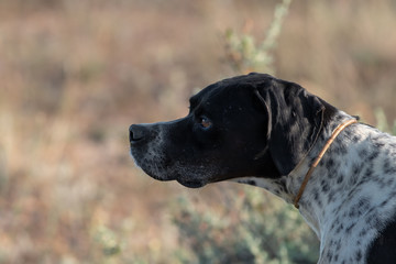 Profile view of Pointer pedigree dog, blurred background