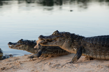 A large caiman, Caiman latirostris, walks down the beach to enter the Cuiaba River.
