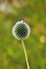 Fototapeta premium Echinops flower close-up