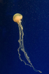 jellyfish in the aquarium