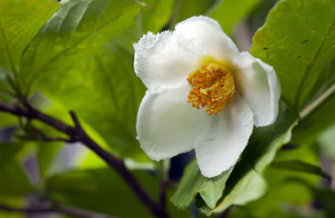 Obraz premium シャラの花