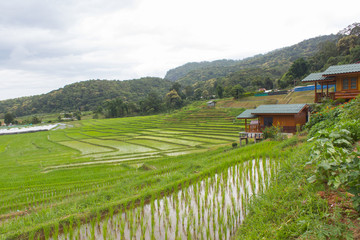 Fototapeta na wymiar Resort with green Rice Terraces in Doi inthanon, Maeglangluang Karen village, chiangmai Thailand