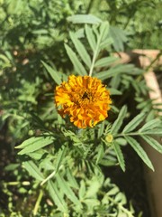 Lone Marigold