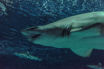 Close-up of a Sand Shark shot from below